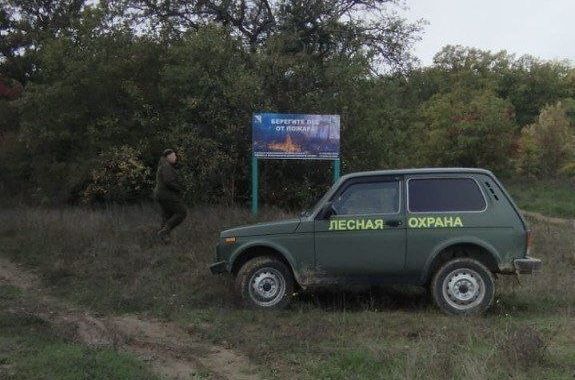 В Севприроднадзоре разъяснили правила сбора валежной древесины