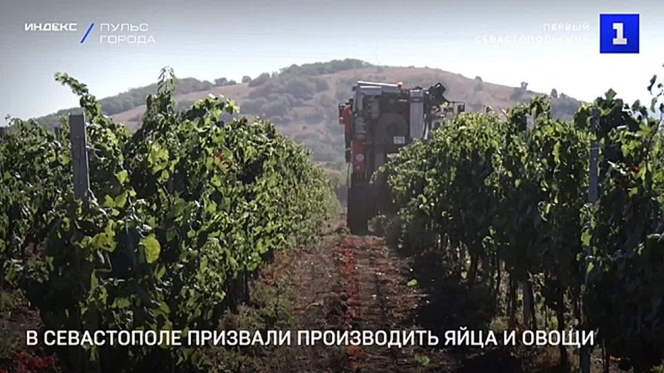 850 млн руб. в Севастополе направили на поддержку аграриев в 2024 году