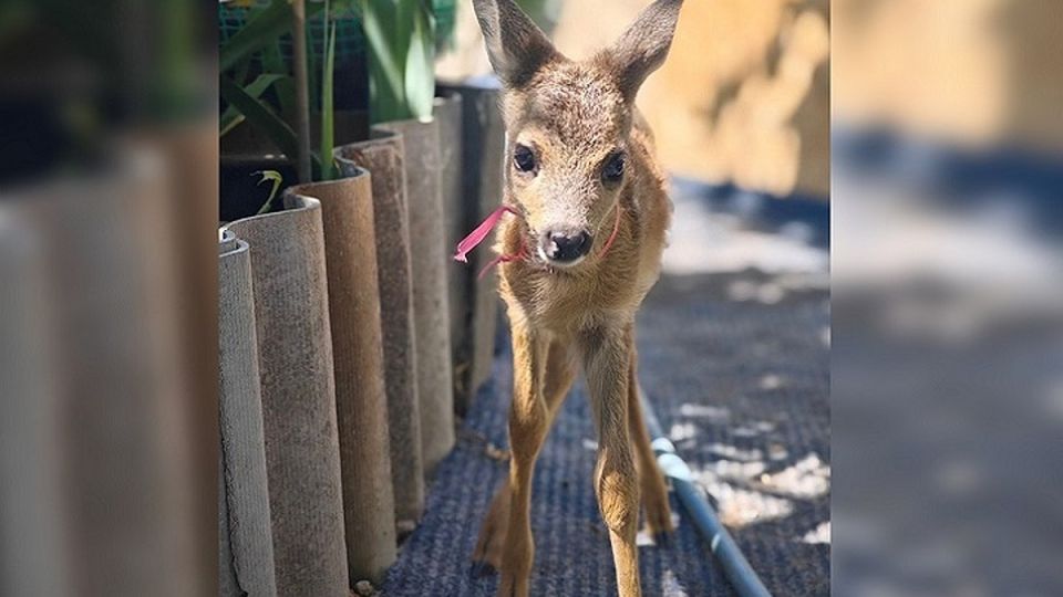 «Прости нас, Бемби, что не уберегли»: олененка из Херсонской области в Севастополе загрызли дикие звери