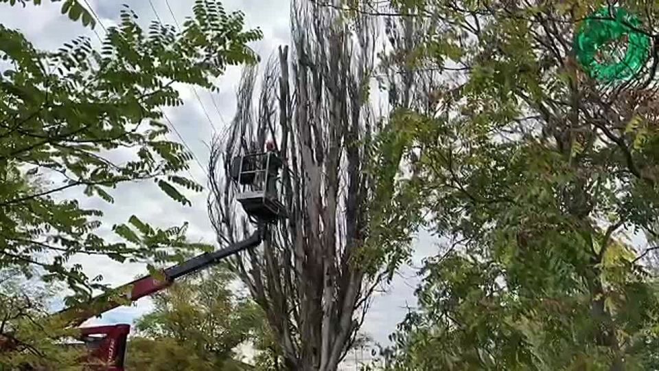 Специалисты ГБУ «Парки и Скверы» снесли сухой тополь