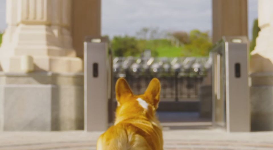 В Севастополе проведут благотворительную выставку собак