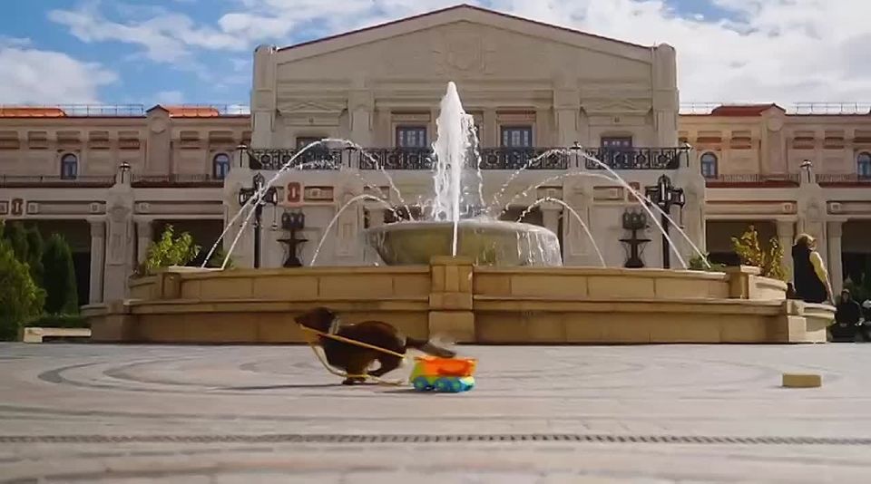 В «Новом Херсонесе» пройдет благотворительная выставка собак