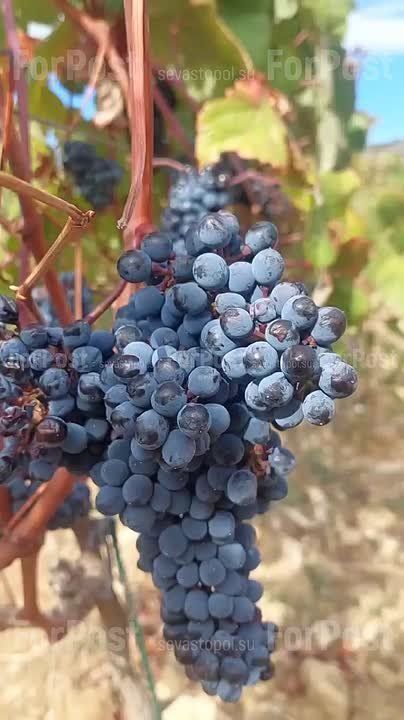 На крымских виноградниках подходит к концу уборка урожая, а их владельцы подводят итоги и уже готовятся к следующему сезону