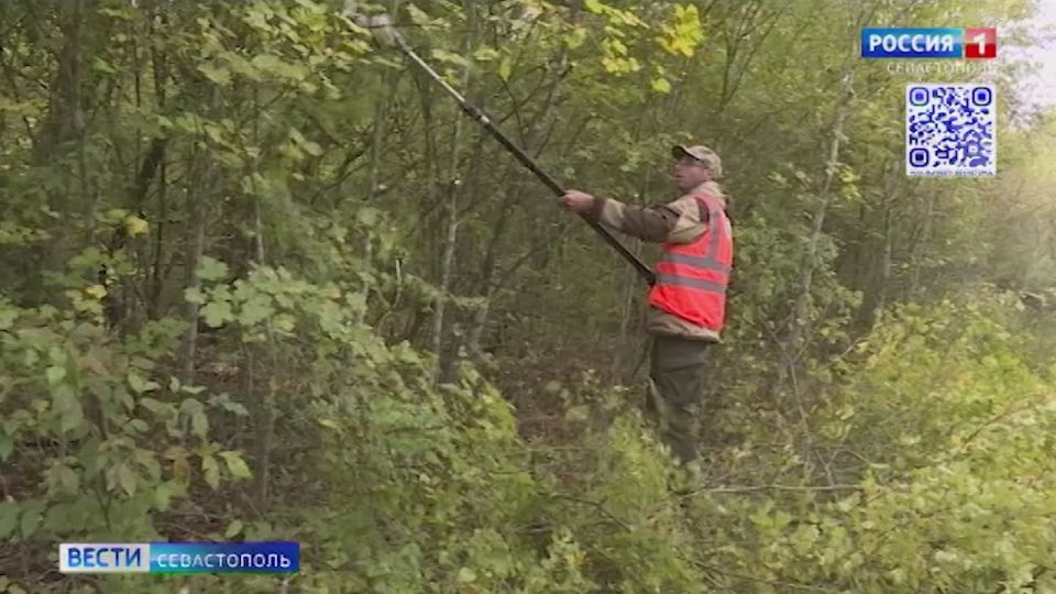 В Севастопольских лесах заканчиваются работы по расчистке квартальных просек и дорог