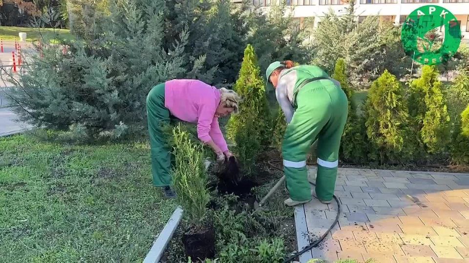 На площади Восставших высадили 70 туй