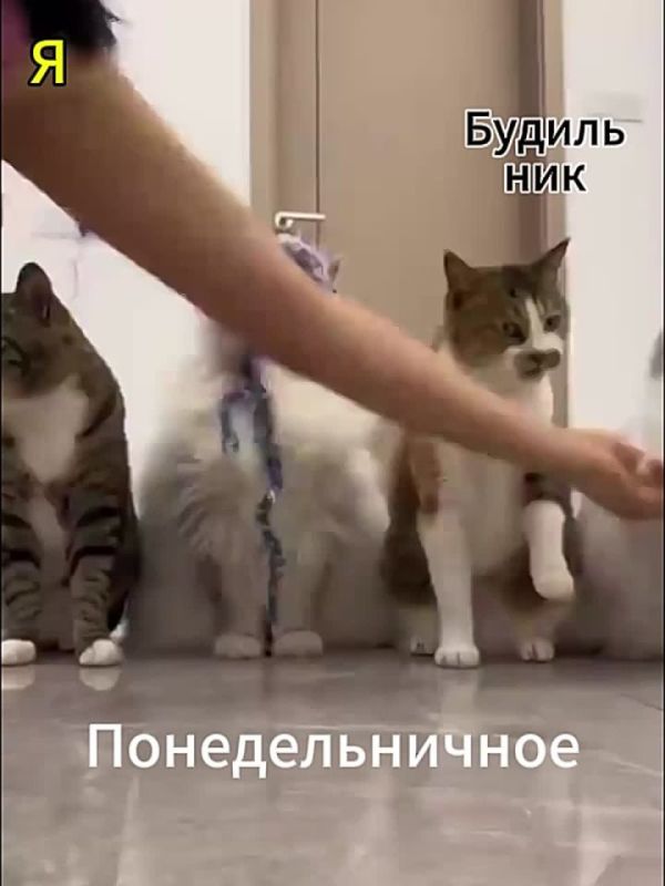 Неделя магнитных бурь: ждем сюрпризов?