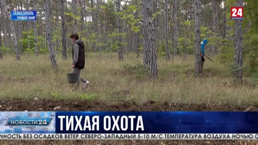 Грибной сезон начался в Крыму и Севастополе