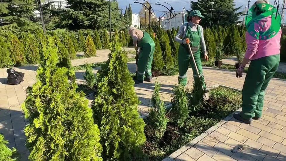 На площади Восставших высадили 70 молодых туй