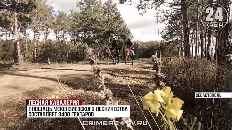 Конная полиция в Севастополе выполняет около двух тысяч рейдов в год