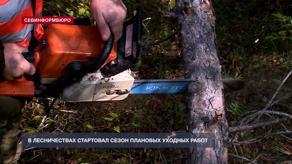 В Мекензиевском участковом лесничестве идут работы по оздоровлению лесов