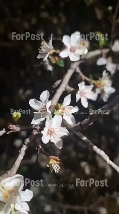 В конце октября у севастопольской алычи вторая весна