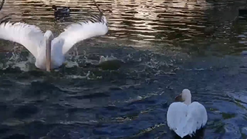 Пеликаны из Бахчисарайского парка миниатюр дают мастер-класс по приёму ванн