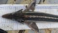 Рыба шип вернулась в Азовское море спустя 70 лет