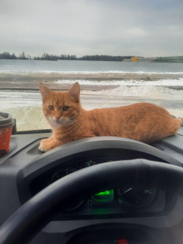 Потеря кота довела дальнобойщика до развода