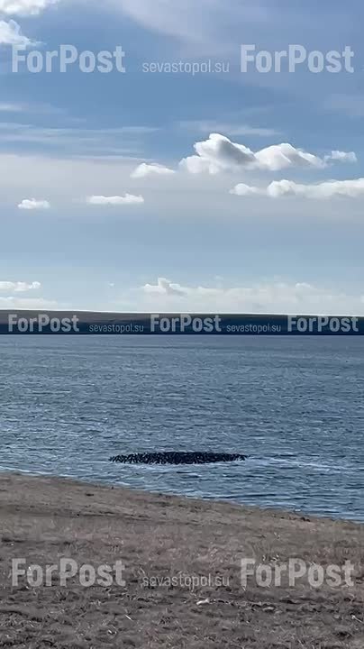 В водах Донузлава можно встретить тучу из бакланов