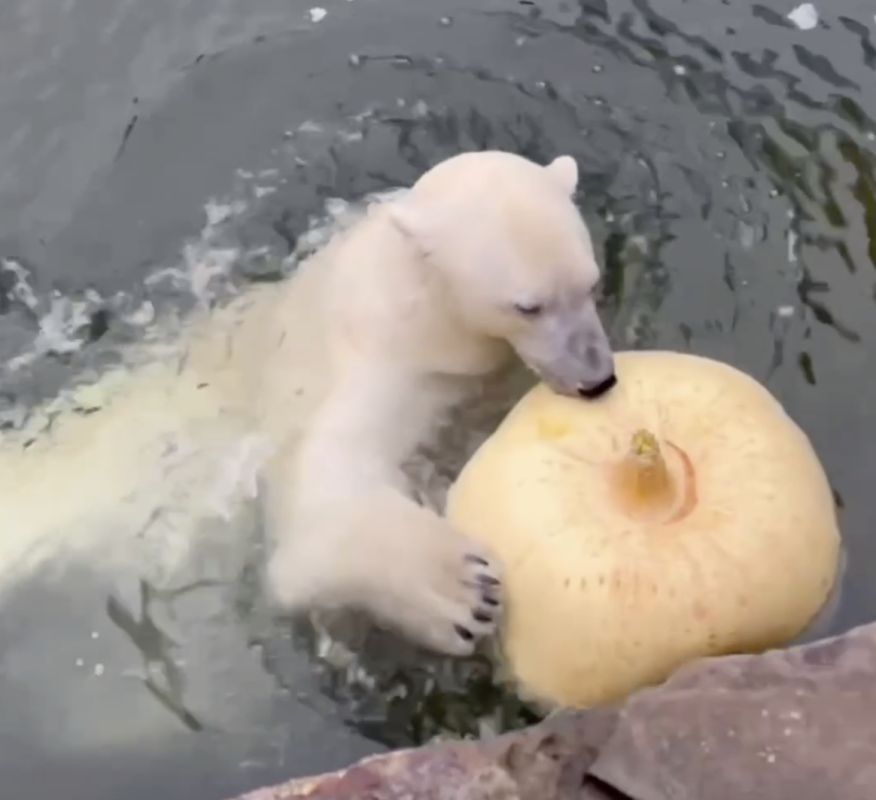 Белая медведица устроила «тыквенный дайвинг» в Ленинградском зоопарке