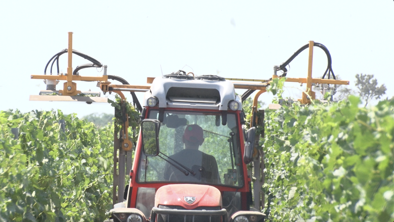 Винодельческий коворкинг появится в Севастополе