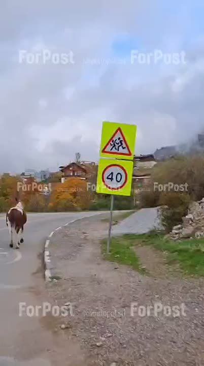 Даже животные в Крыму соблюдают ПДД!