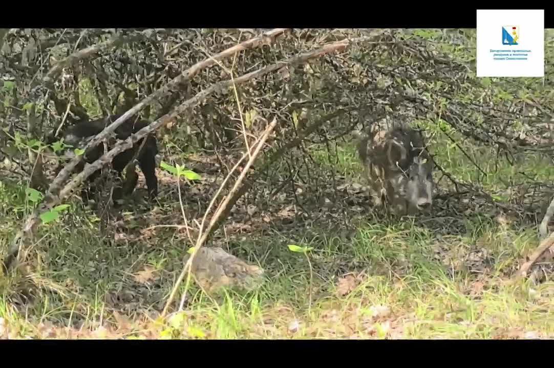 Осень — время невероятного природного явления: сезонной миграции диких животных