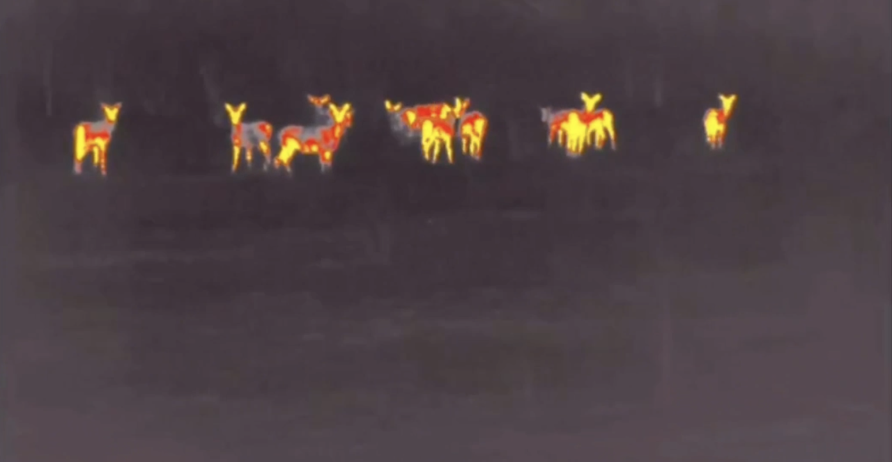 В Севастополе стая оленей попалась в теплоловушку