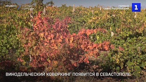 В Севастополе откроют первый винодельческий коворкинг