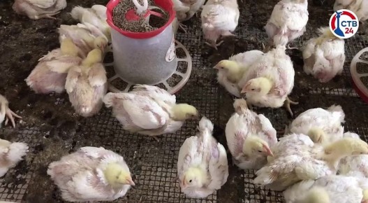 В Севастополе продолжается бесплатная вакцинация птиц против гриппа