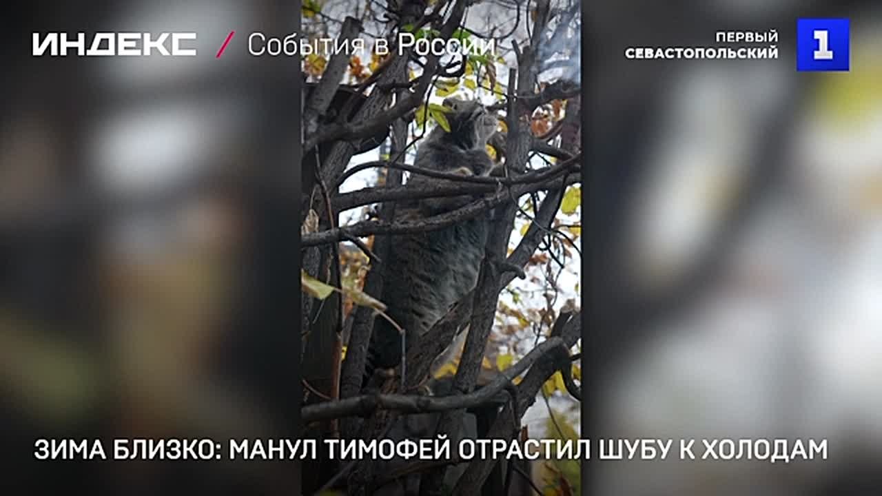 Манул Тимофей отрастил шубу к холодам