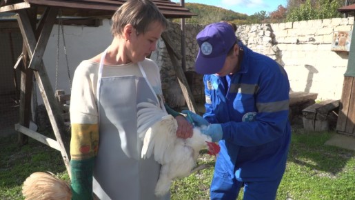 Ветеринары вакцинируют птицу в сёлах Севастополя