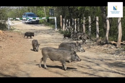 В Севастополе – сезонная миграция диких животных