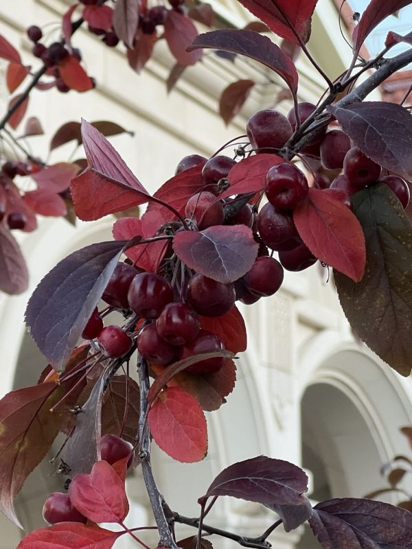 ���� ������� ������������ ����