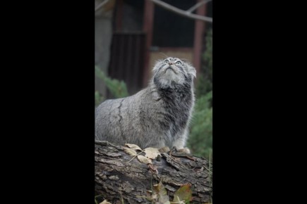 Зима близко: манул Тимофей отрастил шубу к холодам