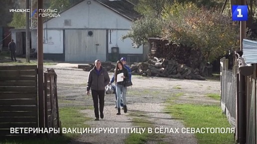 Ветеринары вакцинируют домашнюю птицу в сёлах Севастополя