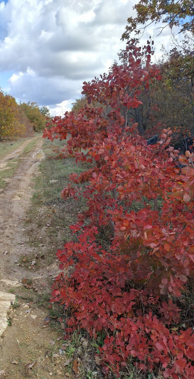 Всем доброго утра, друзья!