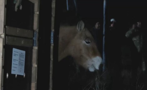 Спецборт доставил лошадей Пржевальского в заповедник Хакасии