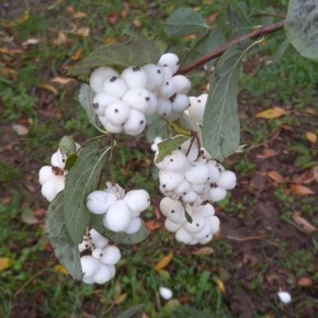 #Что за растение?. Этот неприхотливый кустарник осенью покрывается гроздьями белых шаровидных плодов