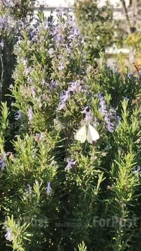 А в Севастополе сегодня – 92 августа