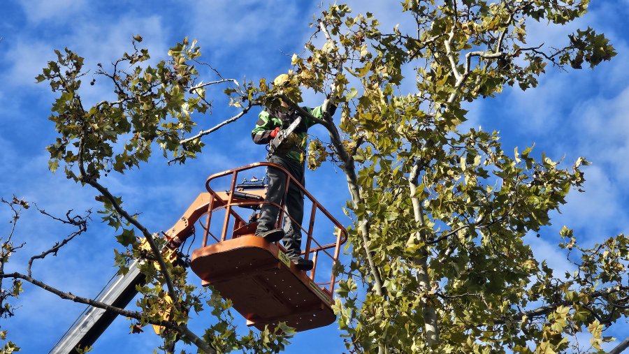 Городские службы готовят деревья к сезону ветров
