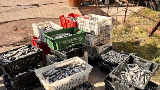 Четверо мужчин незаконно выловили 10 тысяч особей кефали в Севастополе