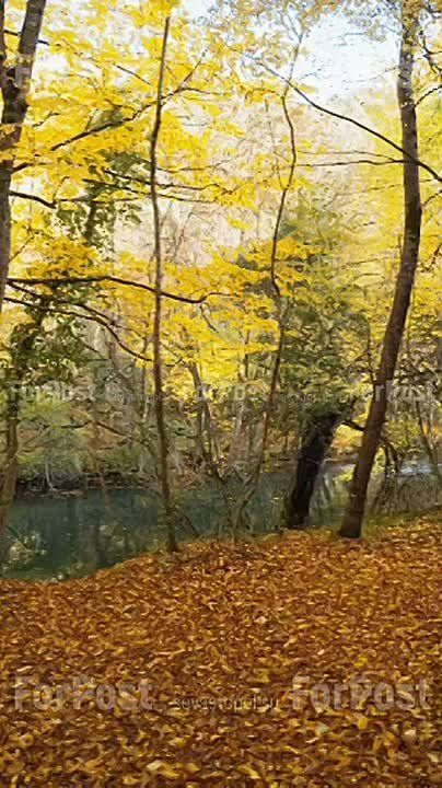 Уникальными кадрами охоты волка на оленя поделился наш подписчик