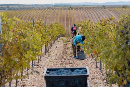 В Севастополе завершен сезон сбора винограда 2025: собрана 21 тысяча тонн урожая