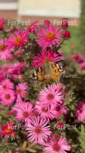 Весенняя осень в Севастополе