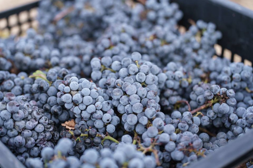 Губернатор Михаил Развожаев сообщил о завершении сезона сбора винограда 2025 года в Севастополе