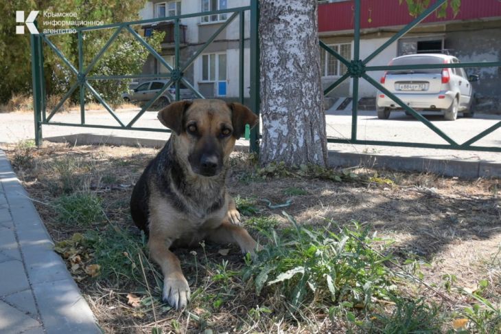 В Симферополе бездомная собака напала на двухлетнего ребенка