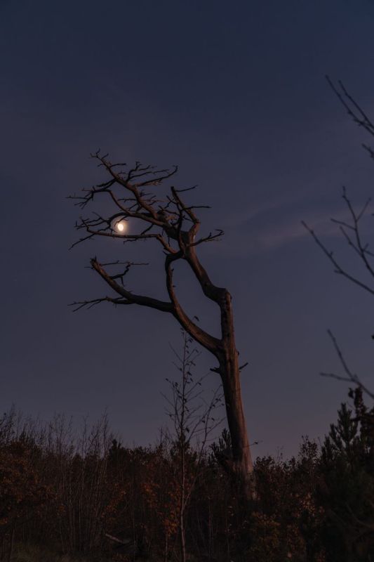 Луна зацепилась за ветви старого дерева на подъеме по Еврейской тропе к вершине Ат-Баш
