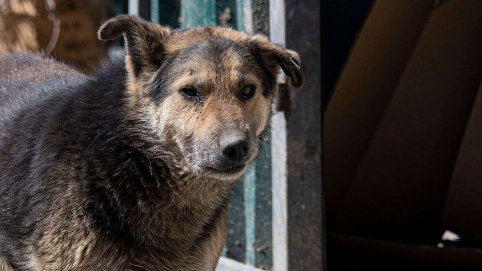 В Симферополе бездомная собака напала на двухлетнего ребенка