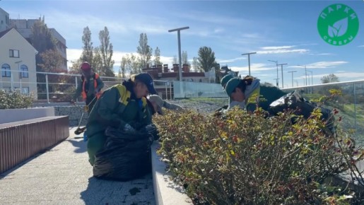 На набережной Примирения выполнили обрезку роз