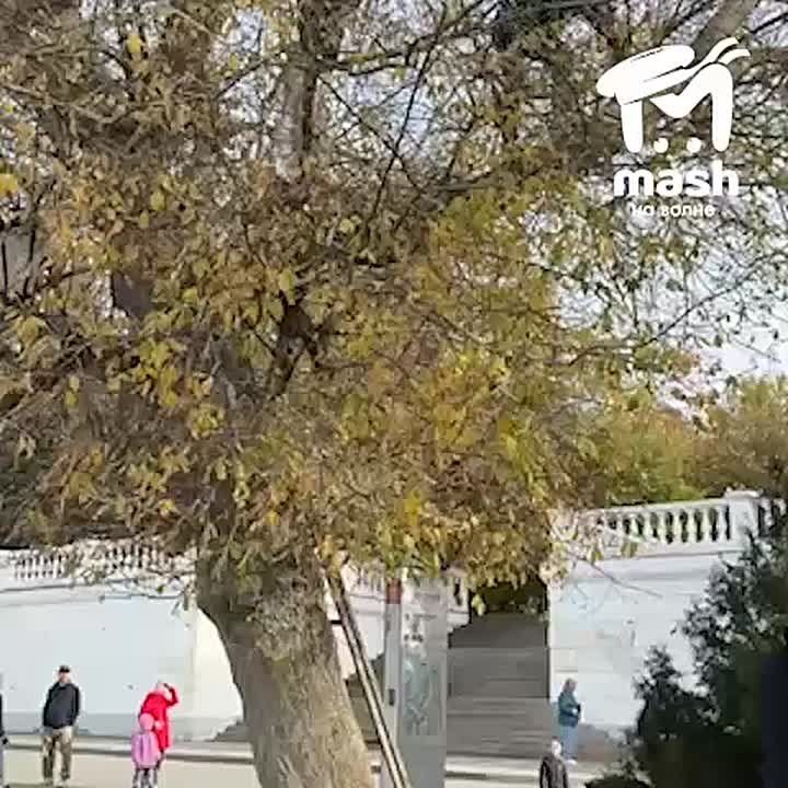 Котёнка прямо сейчас спасают в Севастополе