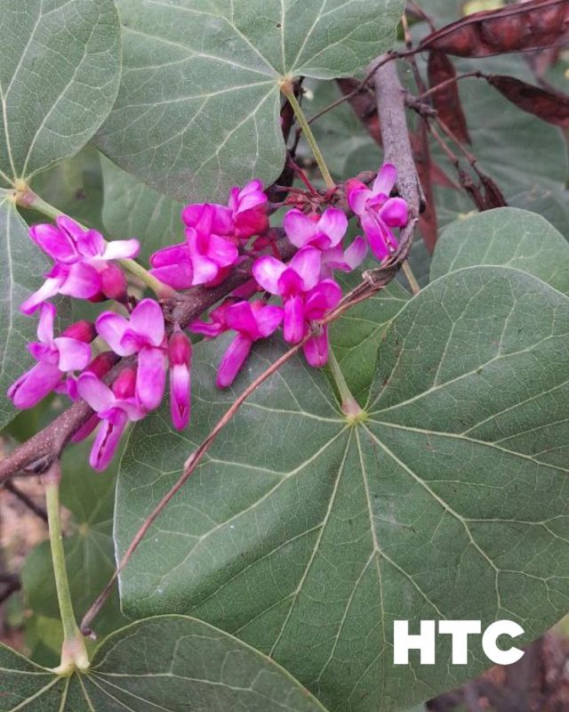 #нам_пишут. В праздничное 4-ое ноября в Севастополе в третий раз зацвёл церцис НТС в МАХ