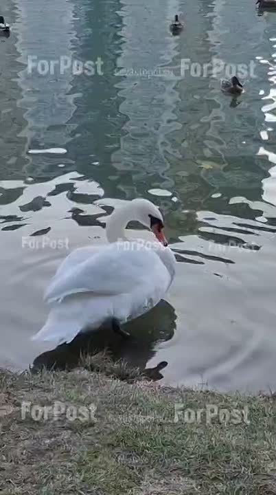 Красивый лебедь прихорашивается в Гагаринском парке Симферополя