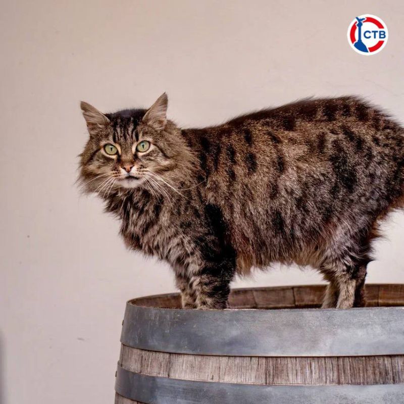 Госветклиники Севастополя в октябре помогли 424 животным